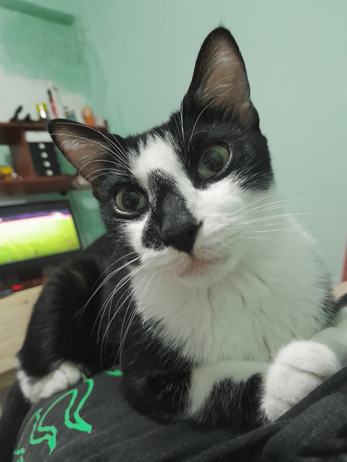 En este momento estás viendo Panchi