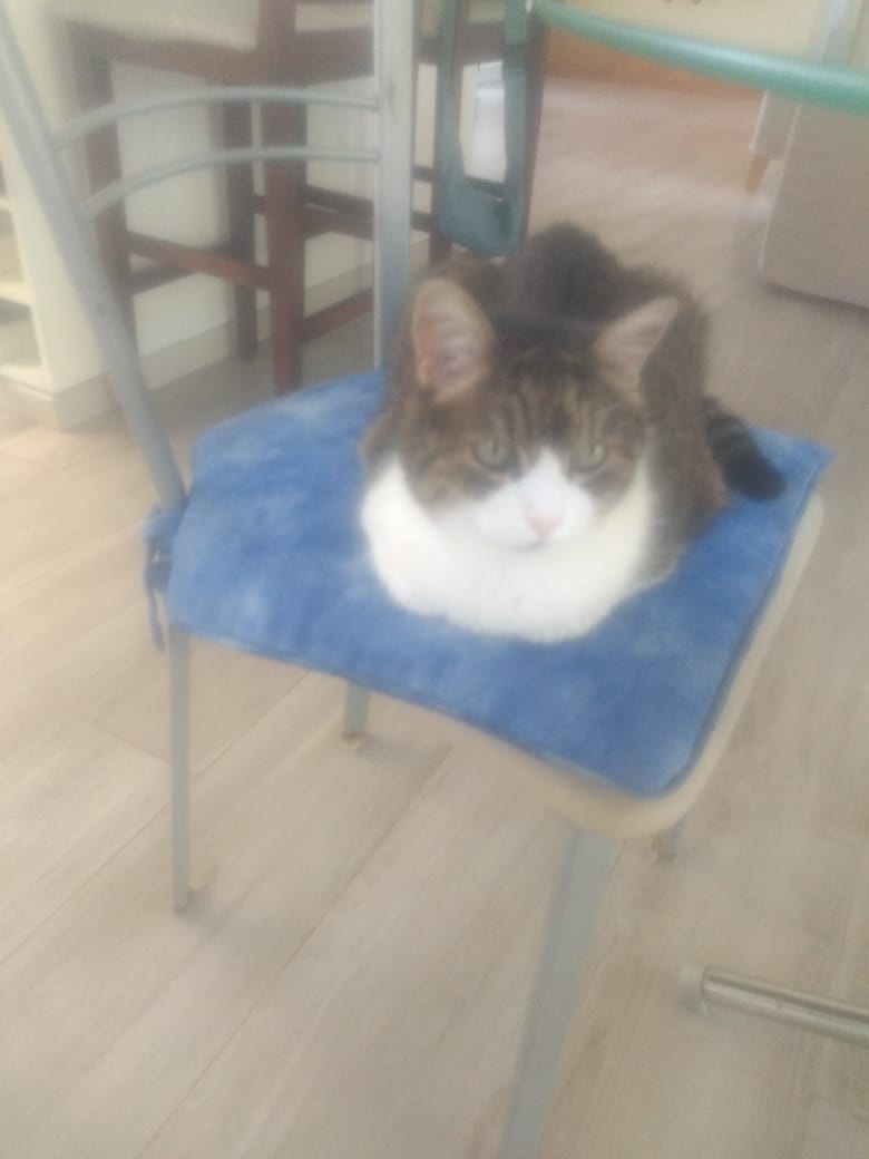 Lee más sobre el artículo Batata