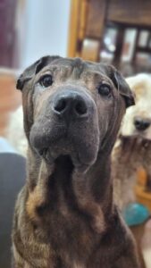 Lee más sobre el artículo Sharpi