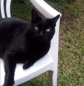 Lee más sobre el artículo Poroto