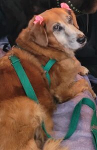 Lee más sobre el artículo Coca