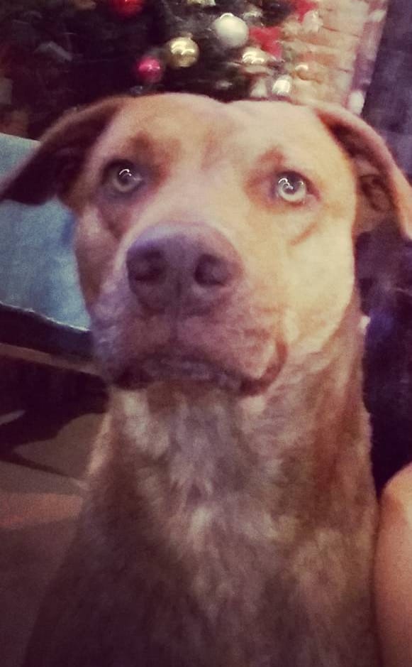 Lee más sobre el artículo Max