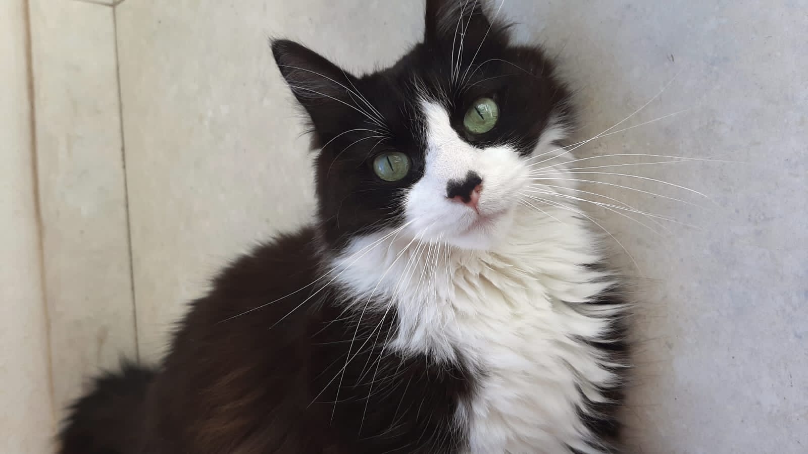 En este momento estás viendo MININO