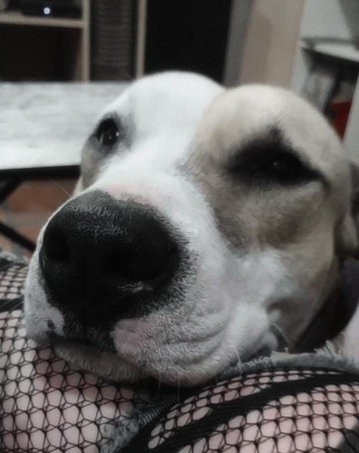 Lee más sobre el artículo  KISSY CARDZ