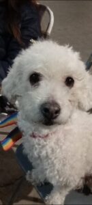 Lee más sobre el artículo ALAN BASUALDO