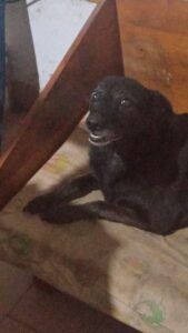 Lee más sobre el artículo Lucy