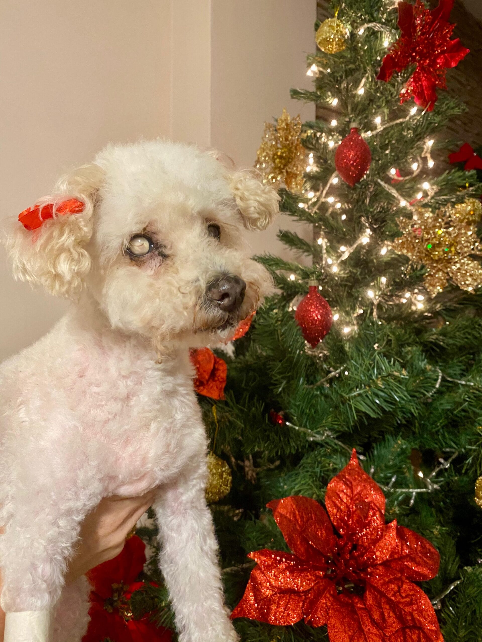 En este momento estás viendo Luna