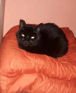 Lee más sobre el artículo Puky