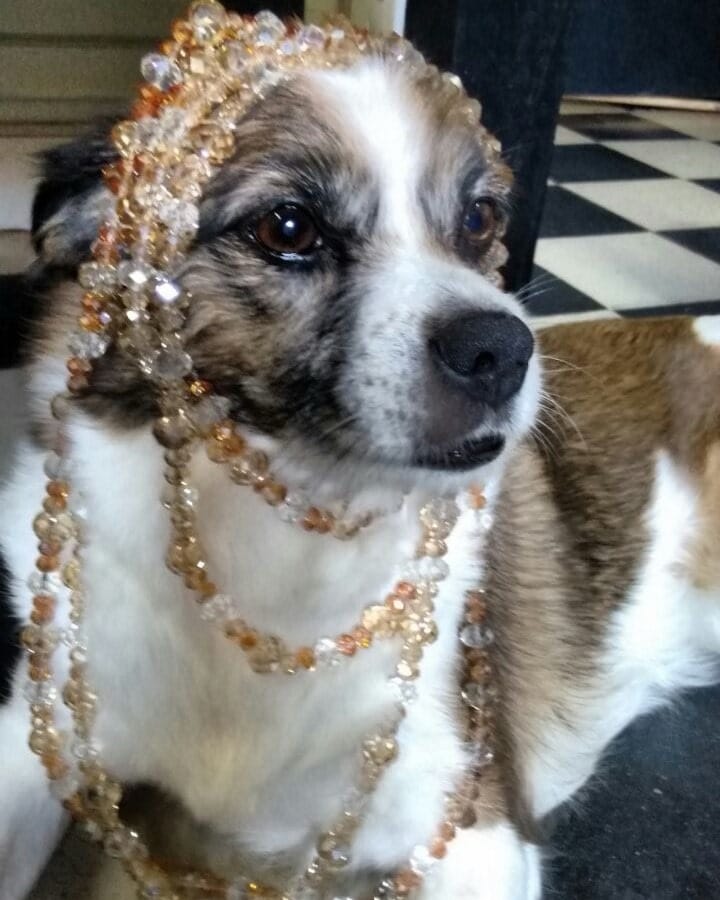 Lee más sobre el artículo VIOLETA PACELLA SILVESTRI