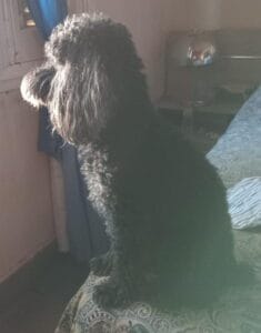 Lee más sobre el artículo Simon