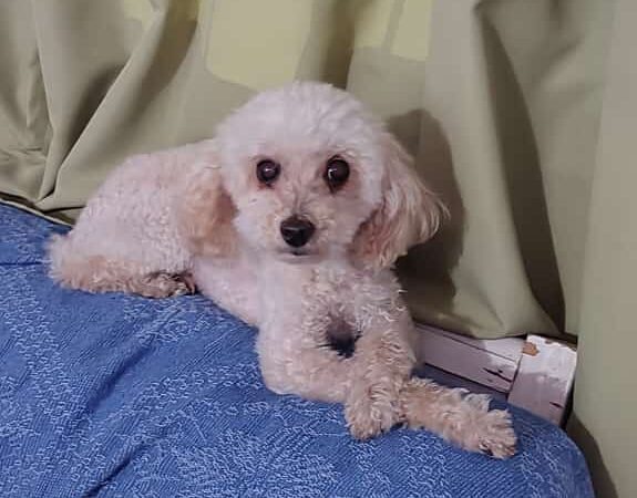 Lee más sobre el artículo PITU