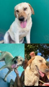 Lee más sobre el artículo Lali