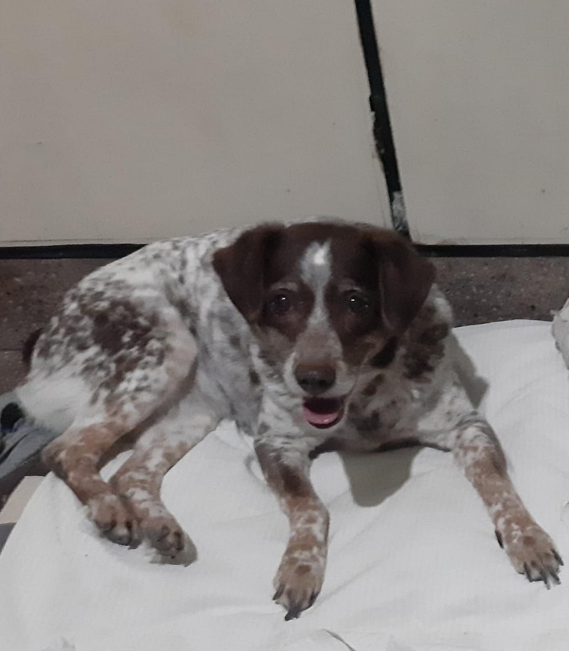 Lee más sobre el artículo DEISI CHU