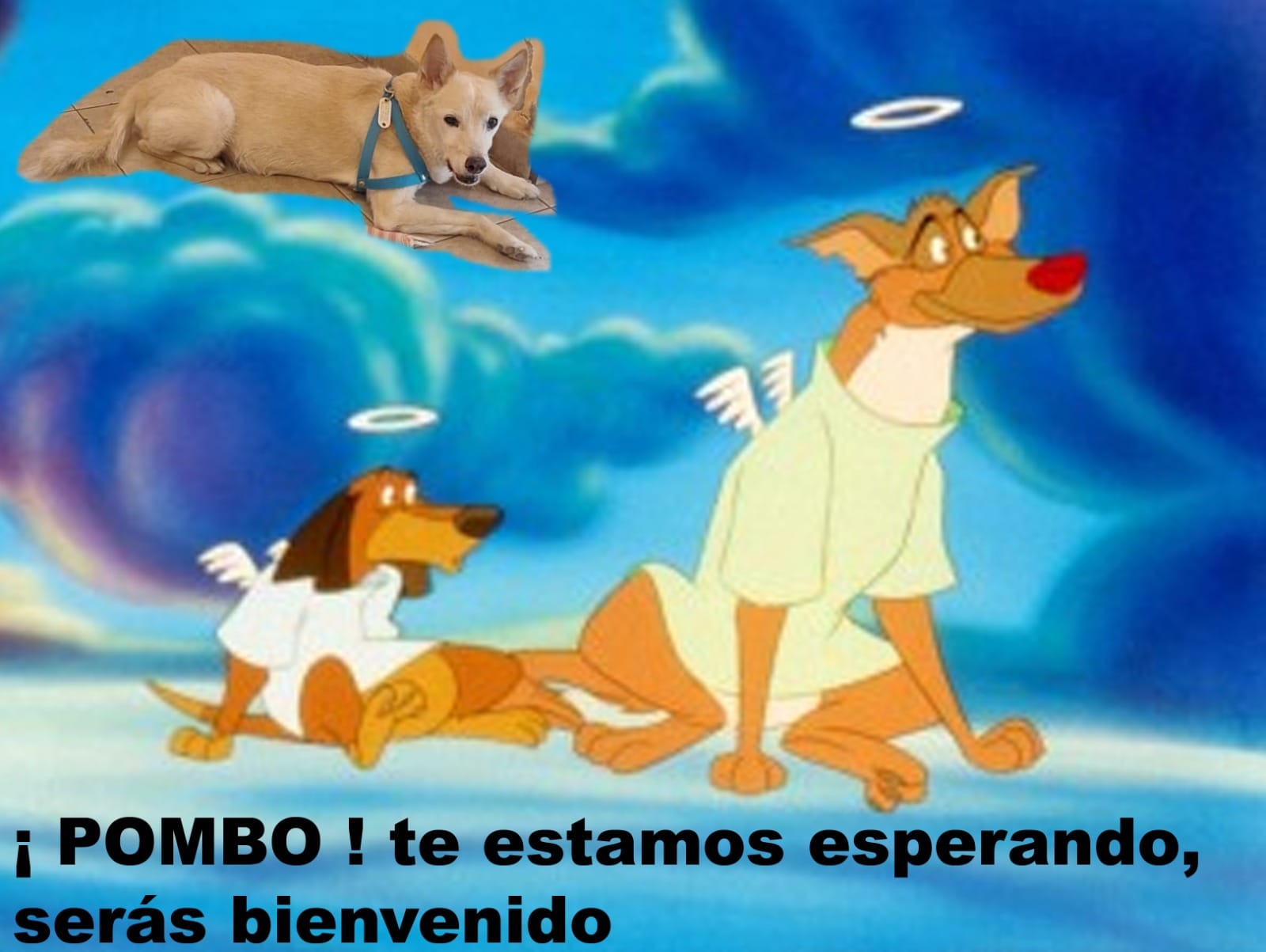 Lee más sobre el artículo Pombo