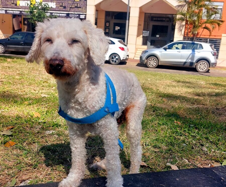 Lee más sobre el artículo Paco