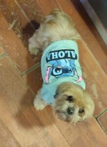 Lee más sobre el artículo Luna