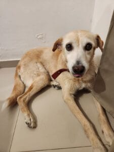 Lee más sobre el artículo Mili