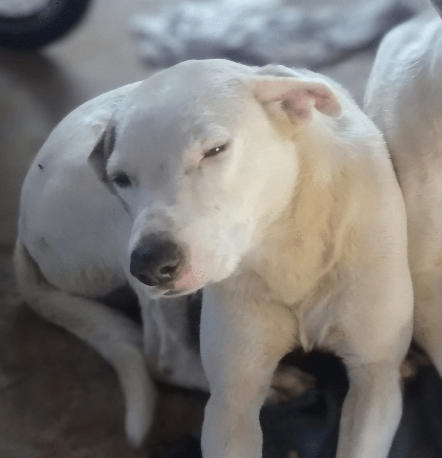 Lee más sobre el artículo Osito