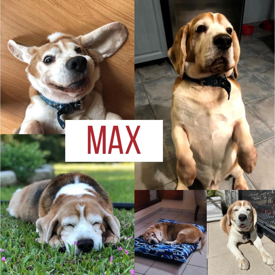 Lee más sobre el artículo Max