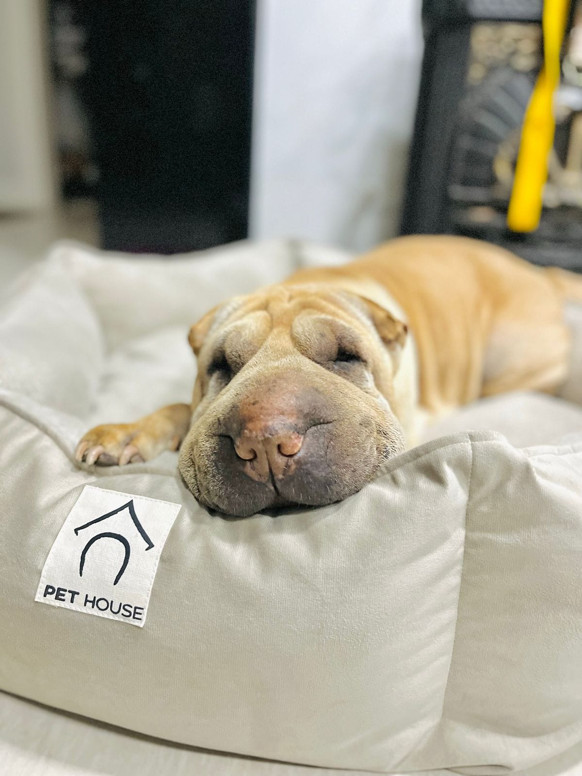 Lee más sobre el artículo Calu