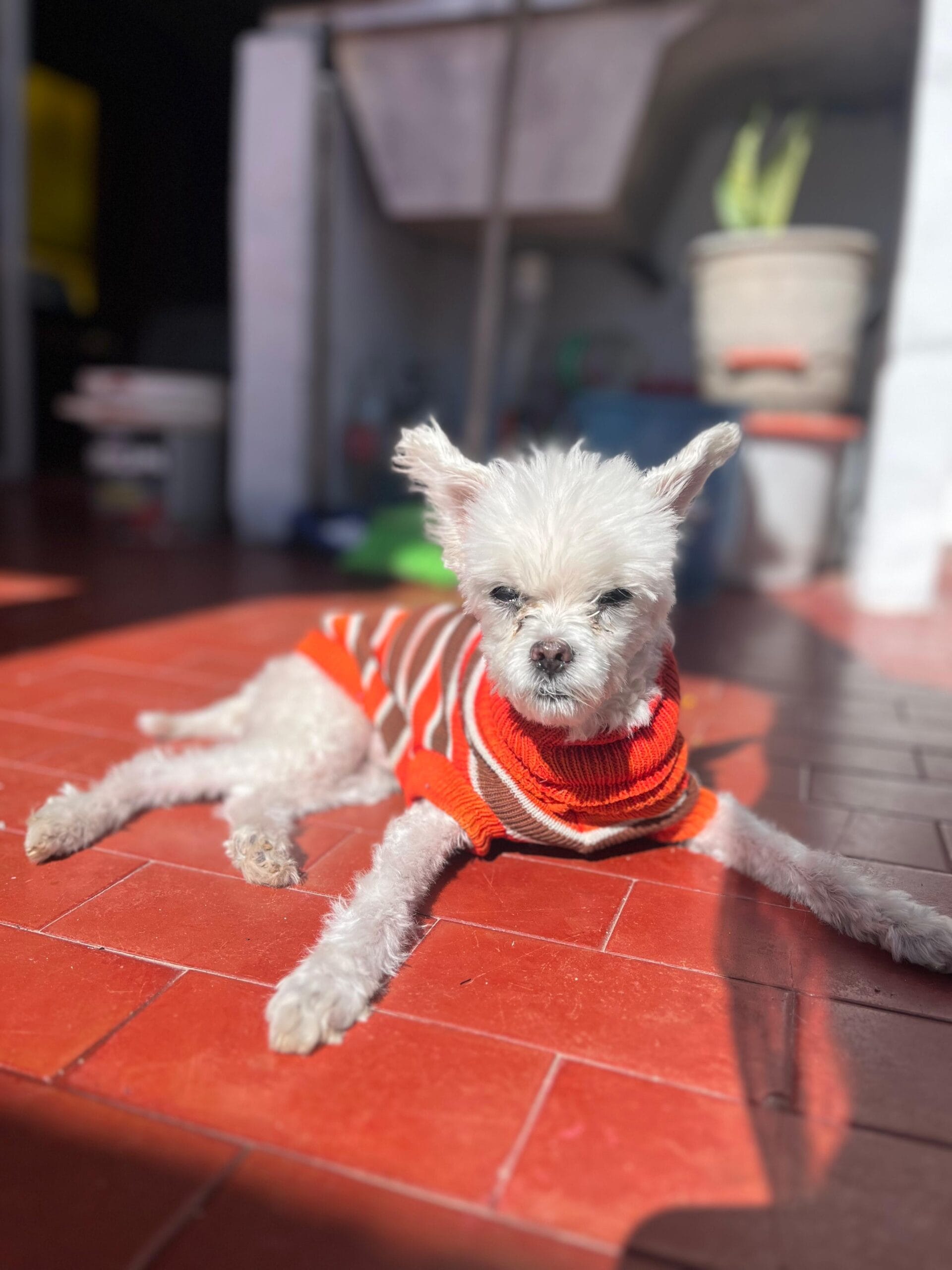 Lee más sobre el artículo Teo