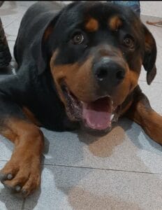 Lee más sobre el artículo N’GOLO