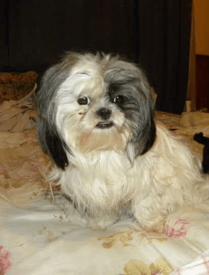 En este momento estás viendo BONITA