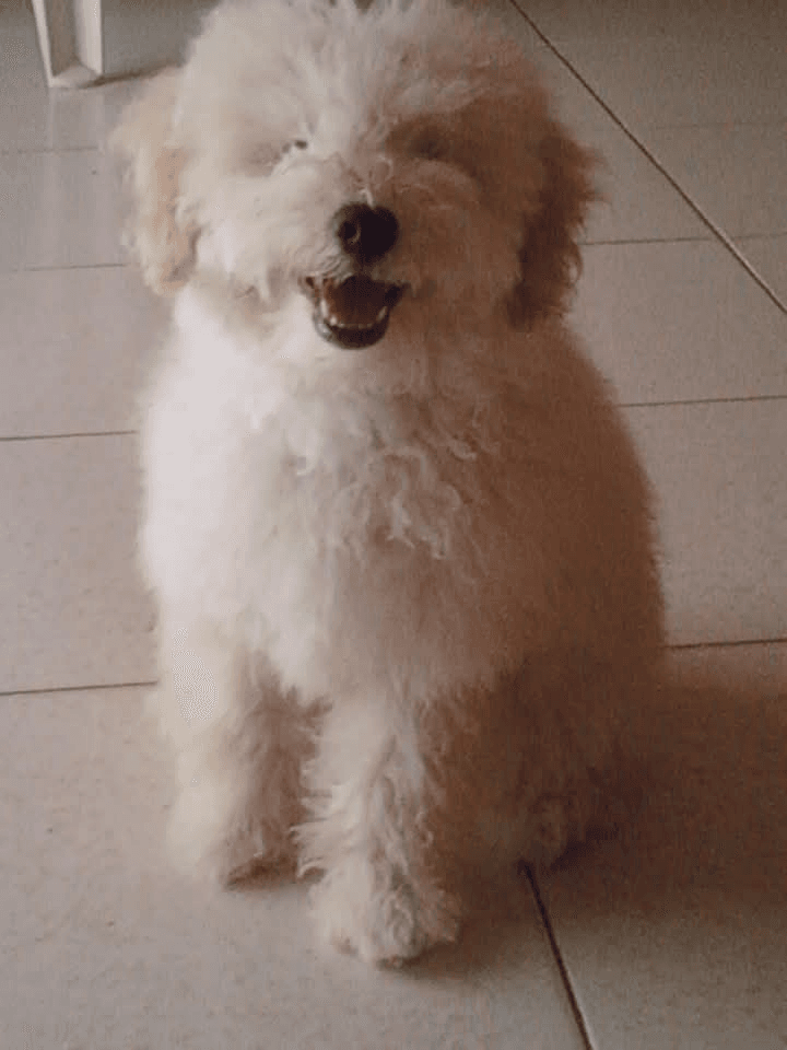 Lee más sobre el artículo GORDO