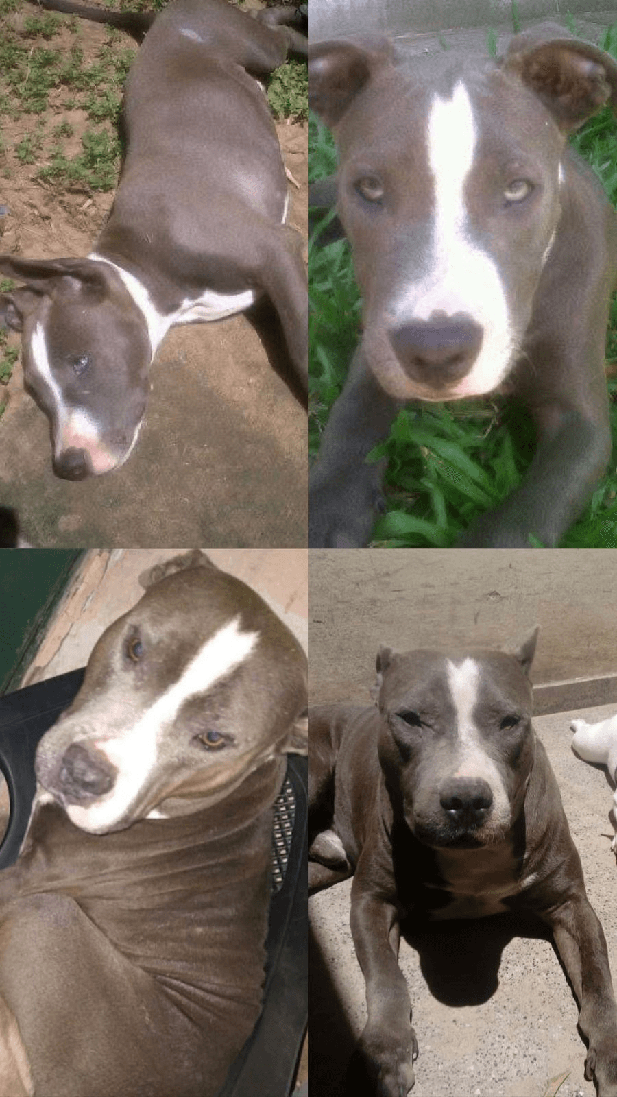 Lee más sobre el artículo Aquiles