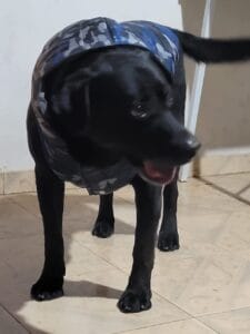 Lee más sobre el artículo RANGO