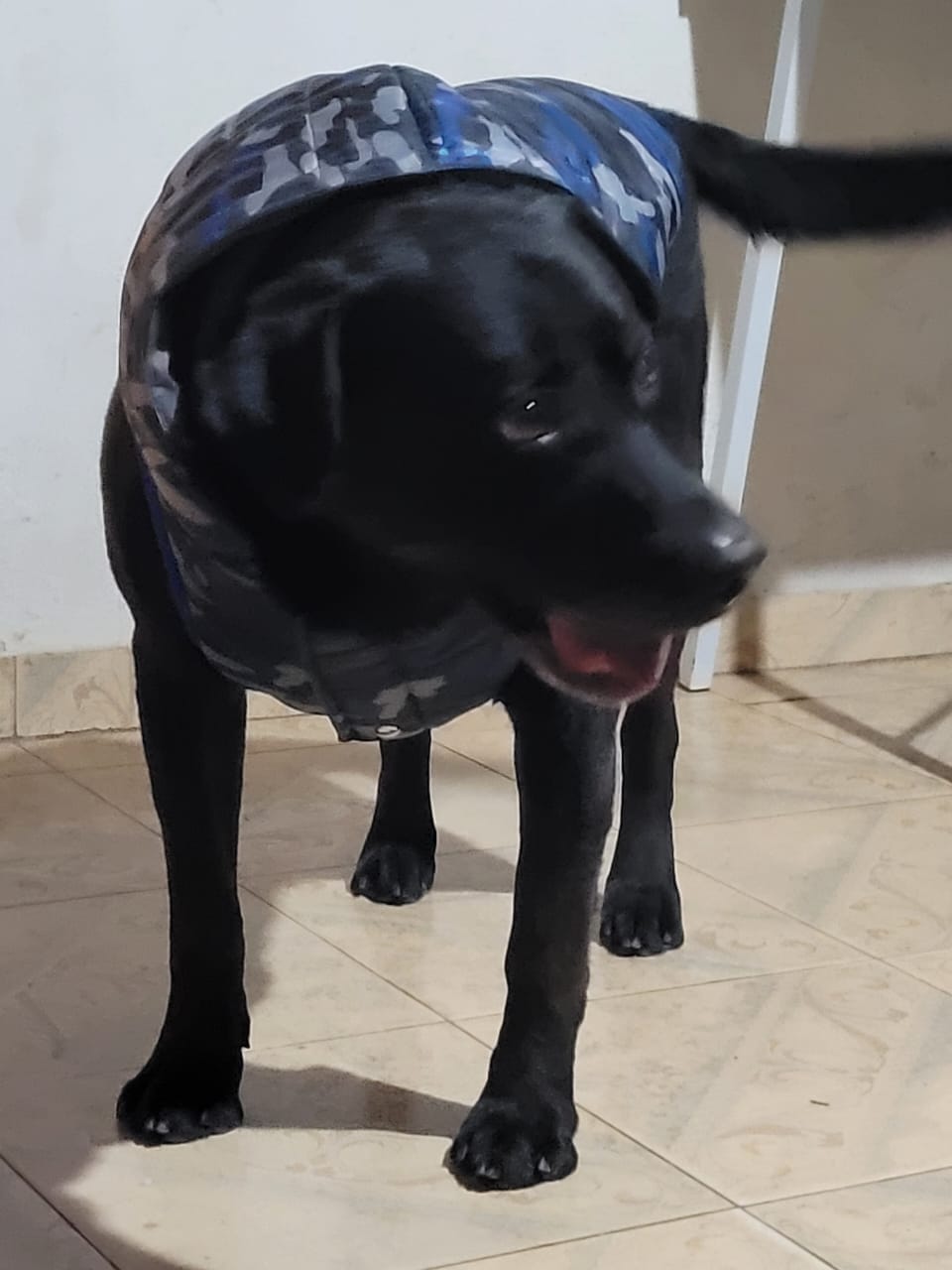 Lee más sobre el artículo RANGO