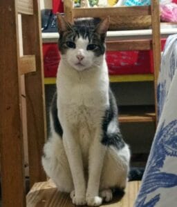 Lee más sobre el artículo Lilo