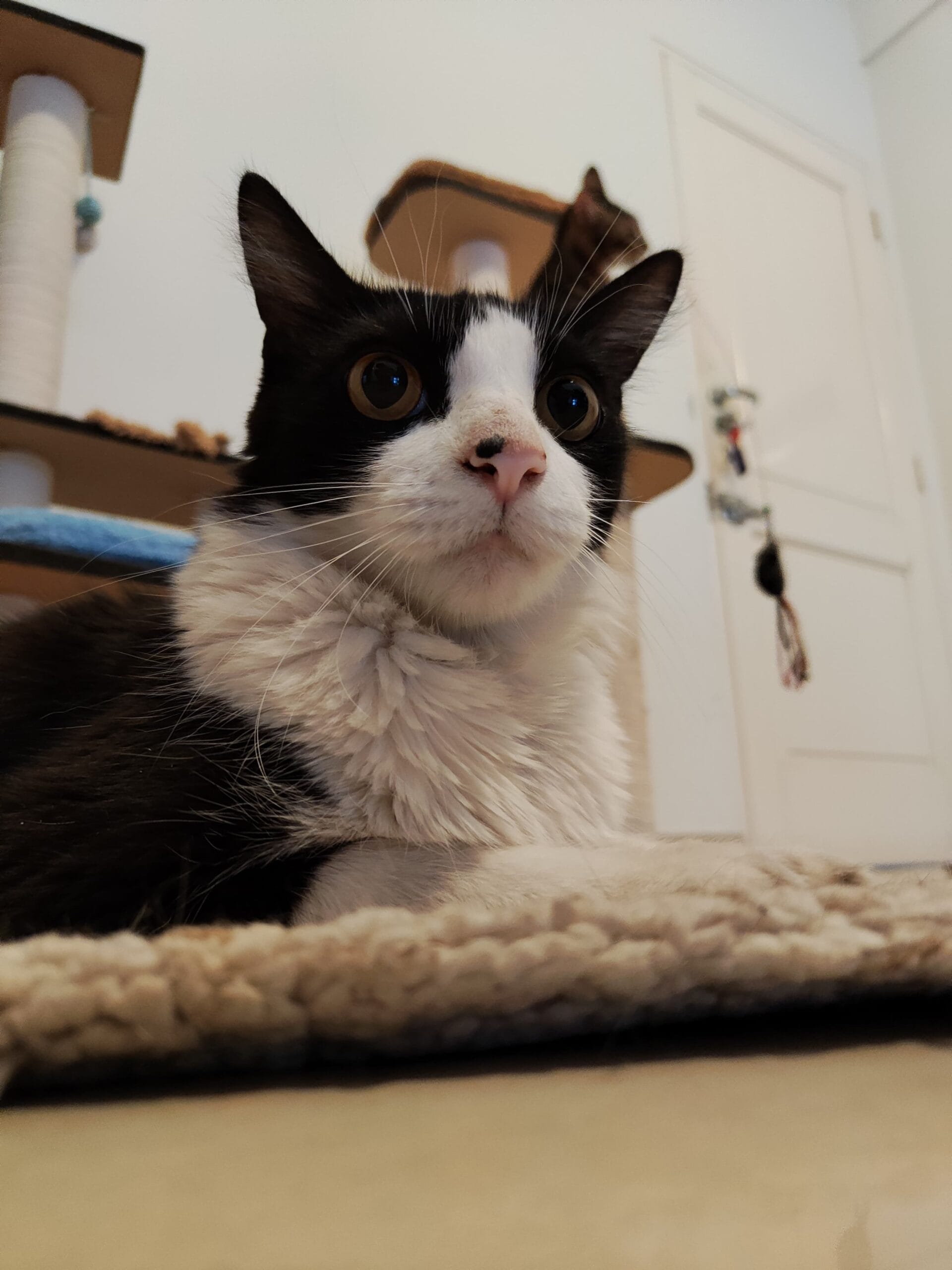 Lee más sobre el artículo Cimeries