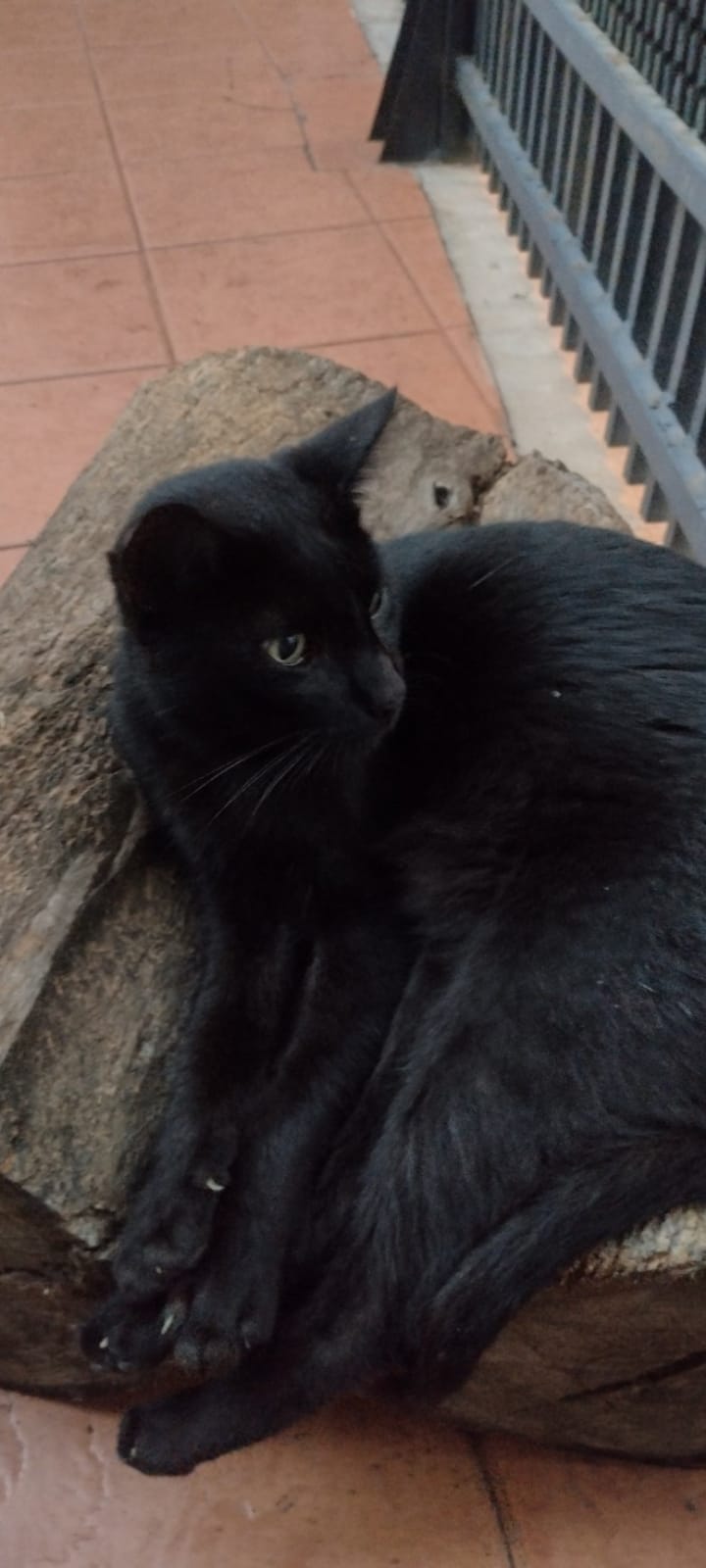 Lee más sobre el artículo Angel