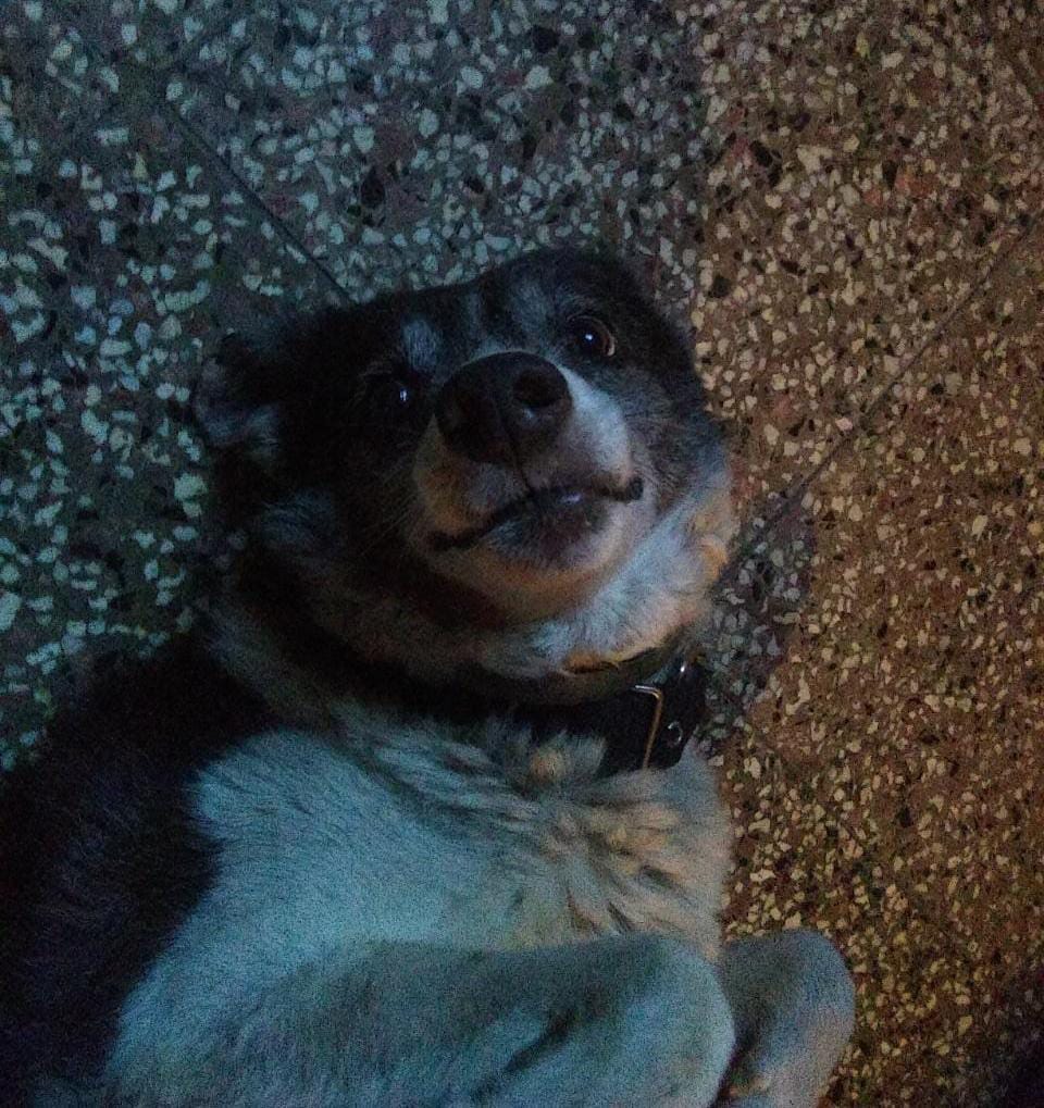 Lee más sobre el artículo RONCO