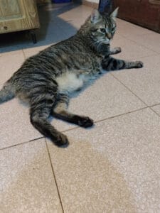 Lee más sobre el artículo Heleno