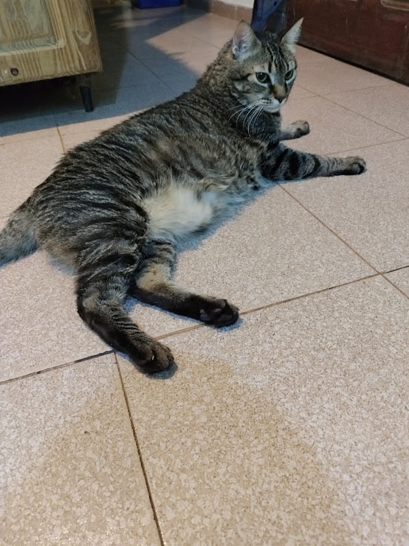 Lee más sobre el artículo Heleno