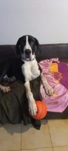 Lee más sobre el artículo RUFFO