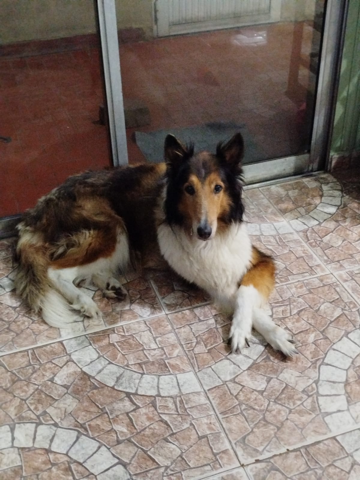 Lee más sobre el artículo LIZ