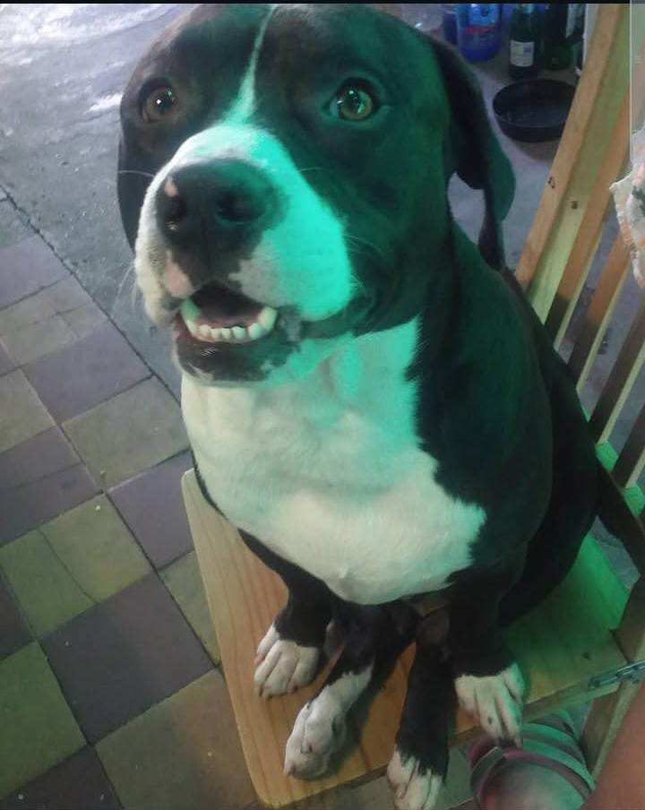 Lee más sobre el artículo Rocko