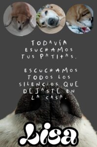 Lee más sobre el artículo Lisa