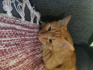 Lee más sobre el artículo Clemente