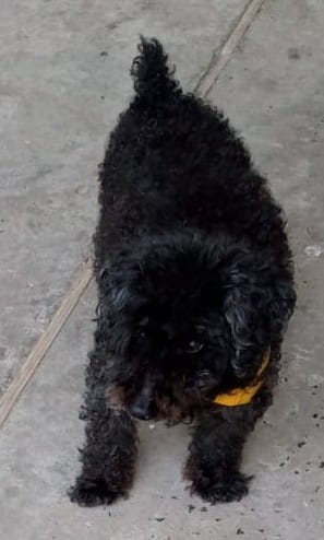 En este momento estás viendo Bony