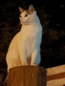 Lee más sobre el artículo Clemente