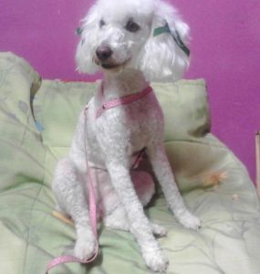 Lee más sobre el artículo Lisa