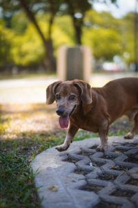 Lee más sobre el artículo CIRO