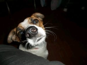 Lee más sobre el artículo Luchilu