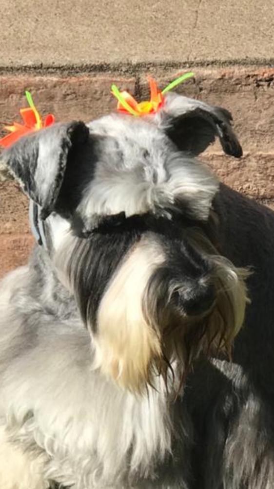 Lee más sobre el artículo India