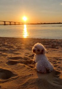 Lee más sobre el artículo Joaquín