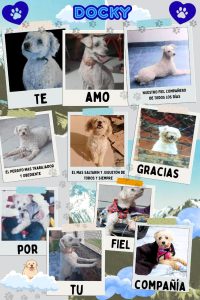 Lee más sobre el artículo Docky